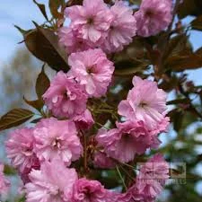 Prunus kanzan 
