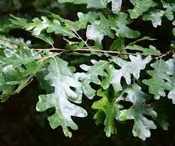 Quercus cerris 