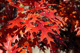 Quercus ellipsoidalis