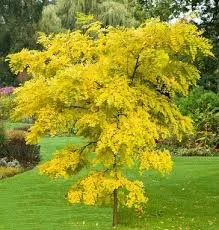 Robinia pseudoacacia frisia 