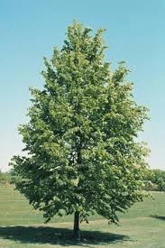 Tilia cordata 