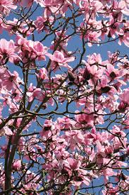 Magnolia campbellii
