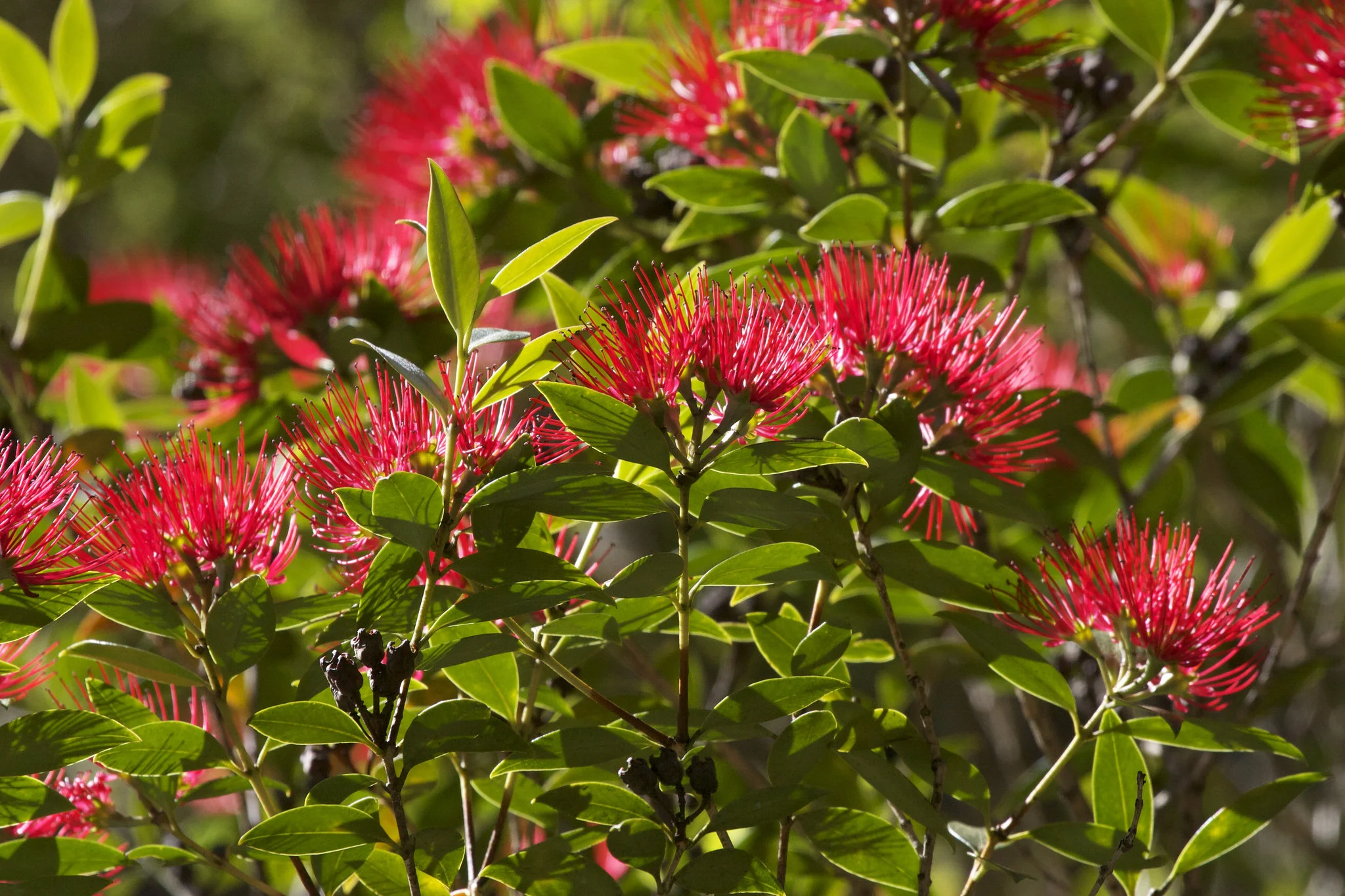 Metrosideros umbellata.jpg