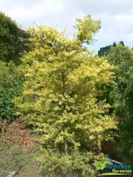 Podocarpus totara aurea 