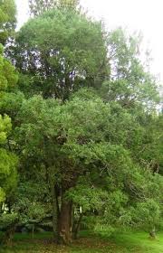 Prumnopitys taxifolia 