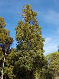 Agathis Australis