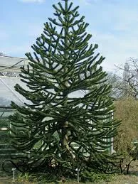 Araucana Araucaria