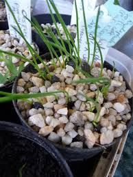 Cordospartium stevensonii 