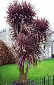 Cordyline australis purpurea 