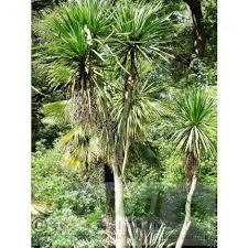 Cordyline australis 