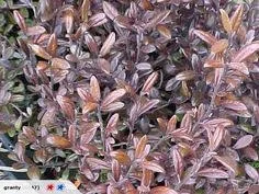 Corokia macrocarpa Hot chocolate