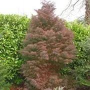 Cryptomeria Elegans 