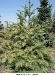 Cunninghamia lanceolota 