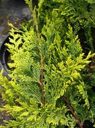 Cupressocyparis Leylandii Robinsons Gold 