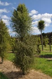 Hoheria Angustifolia