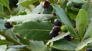 Laurus nobilis