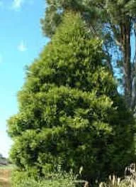 Libocedrus bidwillii