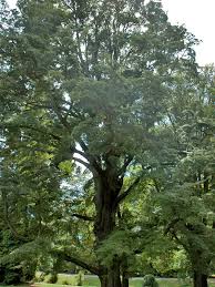 Nothofagus Cliffortioides