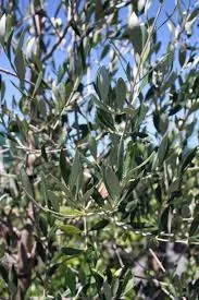 Olea europaea verdale 
