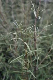Olearia lineata dartonii