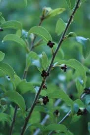 Pittosporum colensoi 