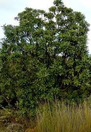 Pittosporum crassifolium 