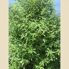 Pittosporum eugenioides