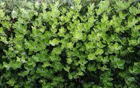 Pittosporum tenuifolium Stephens island 
