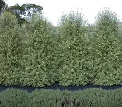 Pittosporum tenuifolium