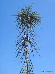 Pseudopanax crassifolius 