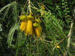 Sophora microphylla longiacrinata