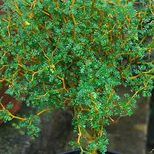Sophora prostrata