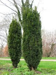 Taxus baccata fastigiata 