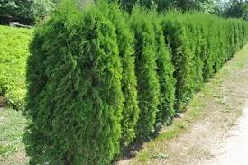 Thuja holmstrup 