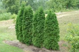 Thuja occidentalis pyramidalis 