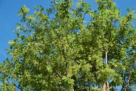 Plagianthus betulinus 