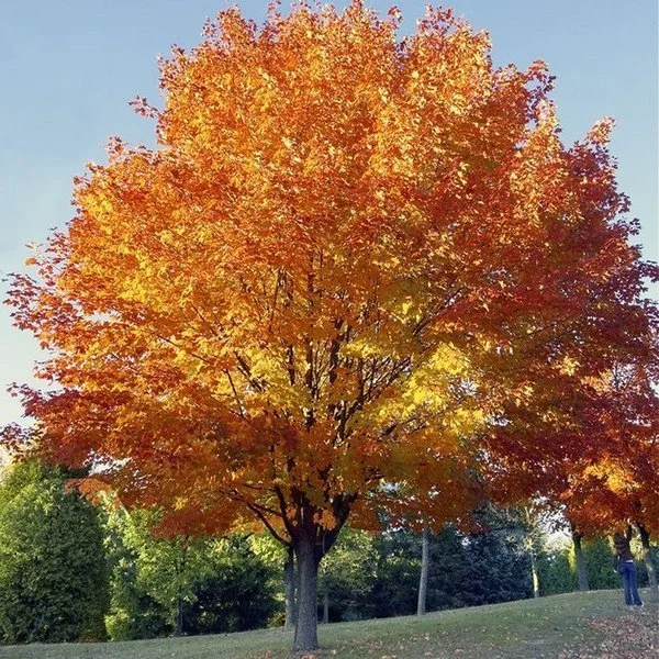 Acer Cappadocicum Rubrum