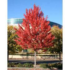 Acer Freemanii Jeffersred