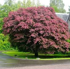 Acer Palmatum Atropurpureum 