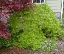 Acer Palmatum Dissectum Viridis