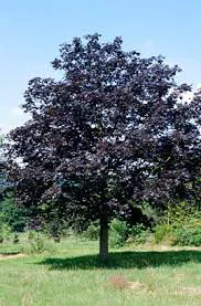 Acer Platanoides Crimson King 
