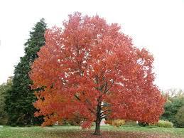 Acer Rubrum Red Canadian Maple