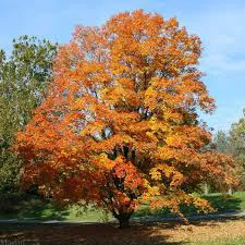 Acer Saccharum 