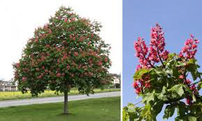 Aesculus Carnea Briotii