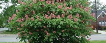 Aesculus Carnea 