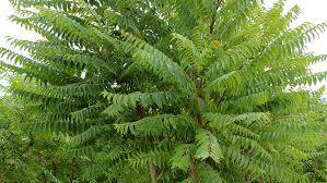 Ailanthus Glandulosa