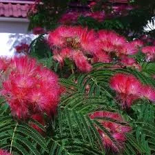 Albizia julibrissin Red silk