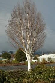 Betula Utilis White spire 