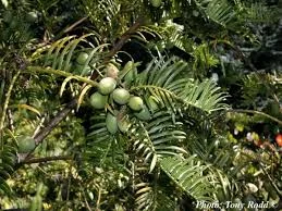 Cephalotaxus fortunei 