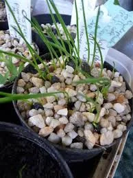 Cordospartium stevensonii 